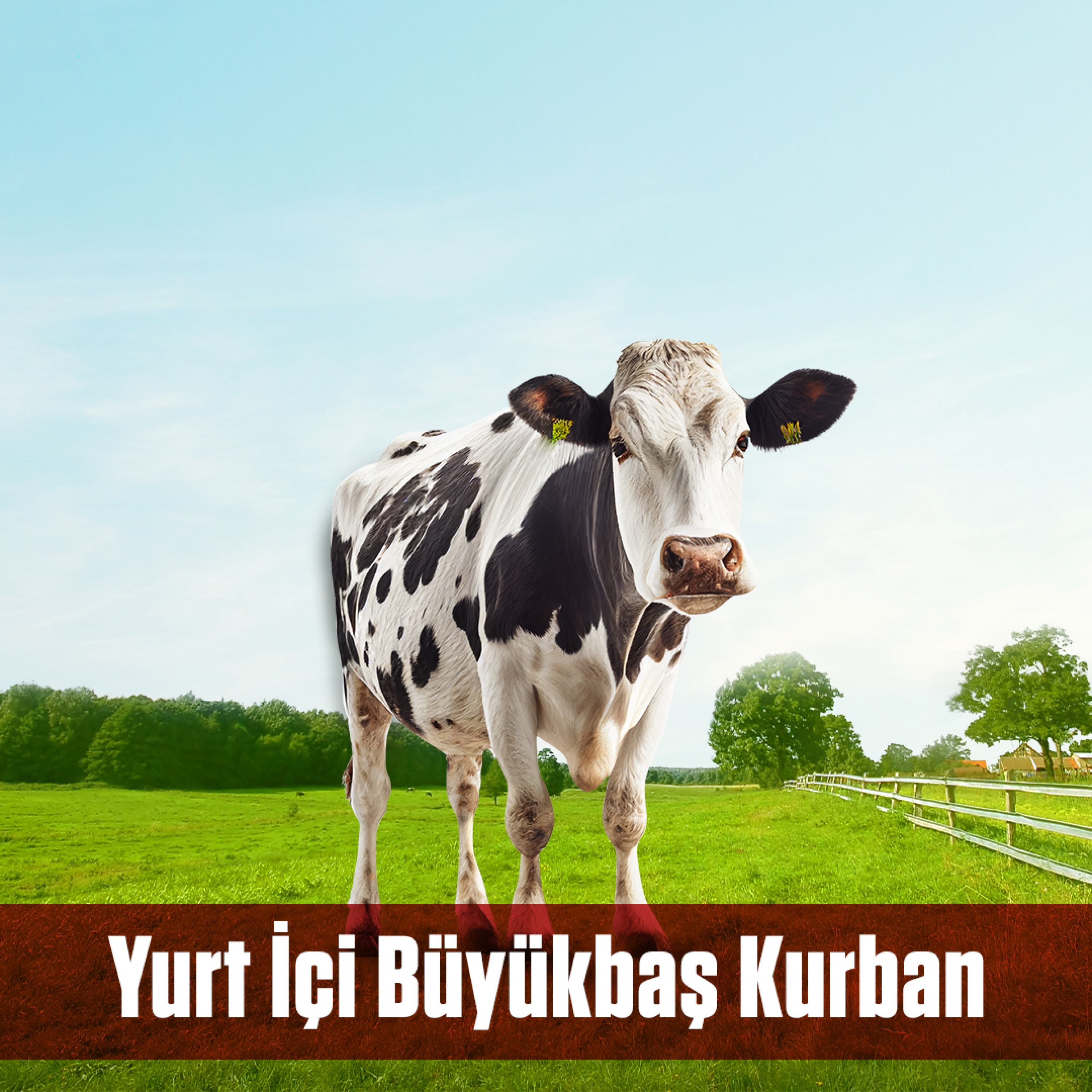 Kurban (YURT İÇİ)...