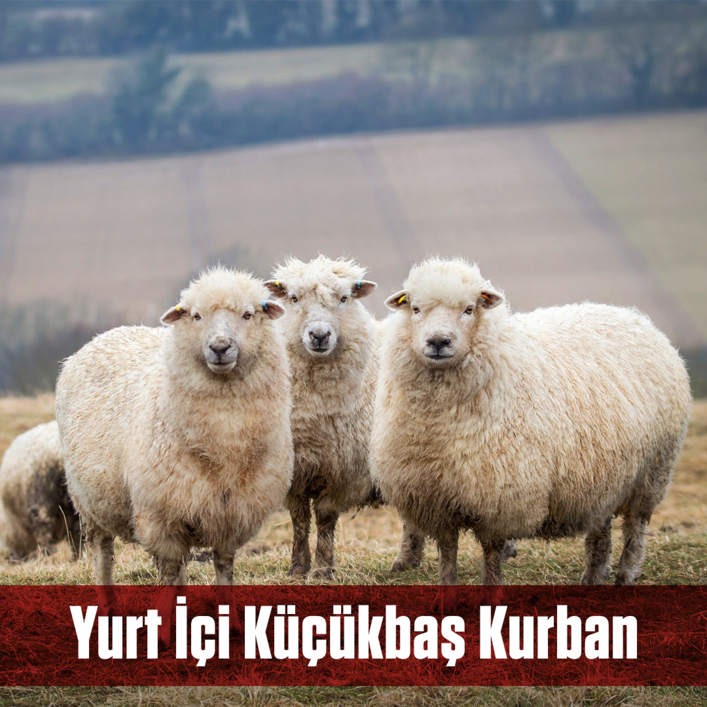 YURT İÇİ KÜÇÜKBAŞ...